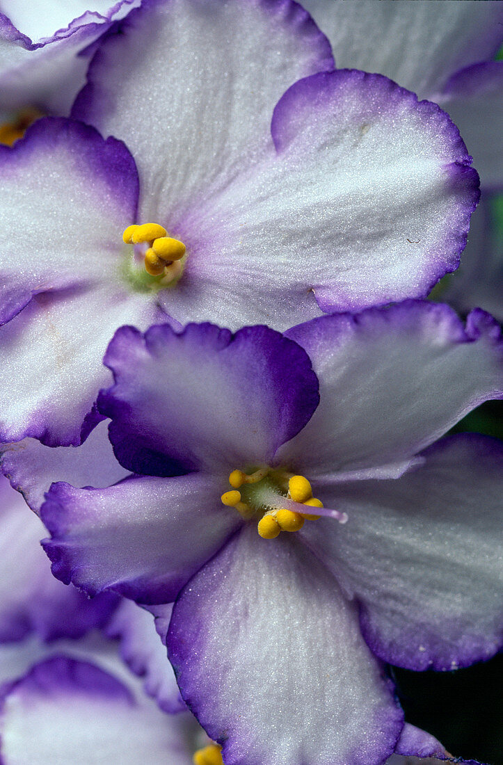 Saintpaulia ionantha (African violet)