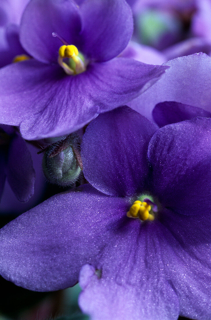 Saintpaulia ionantha (African violet)