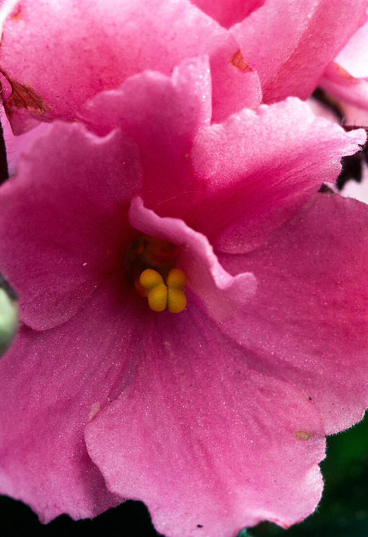 Saintpaulia ionantha (African violet)