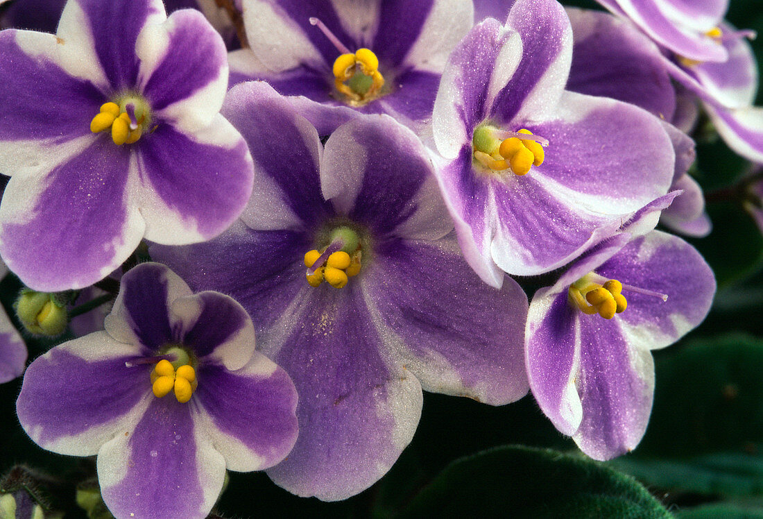 Saintpaulia ionantha (African violet)