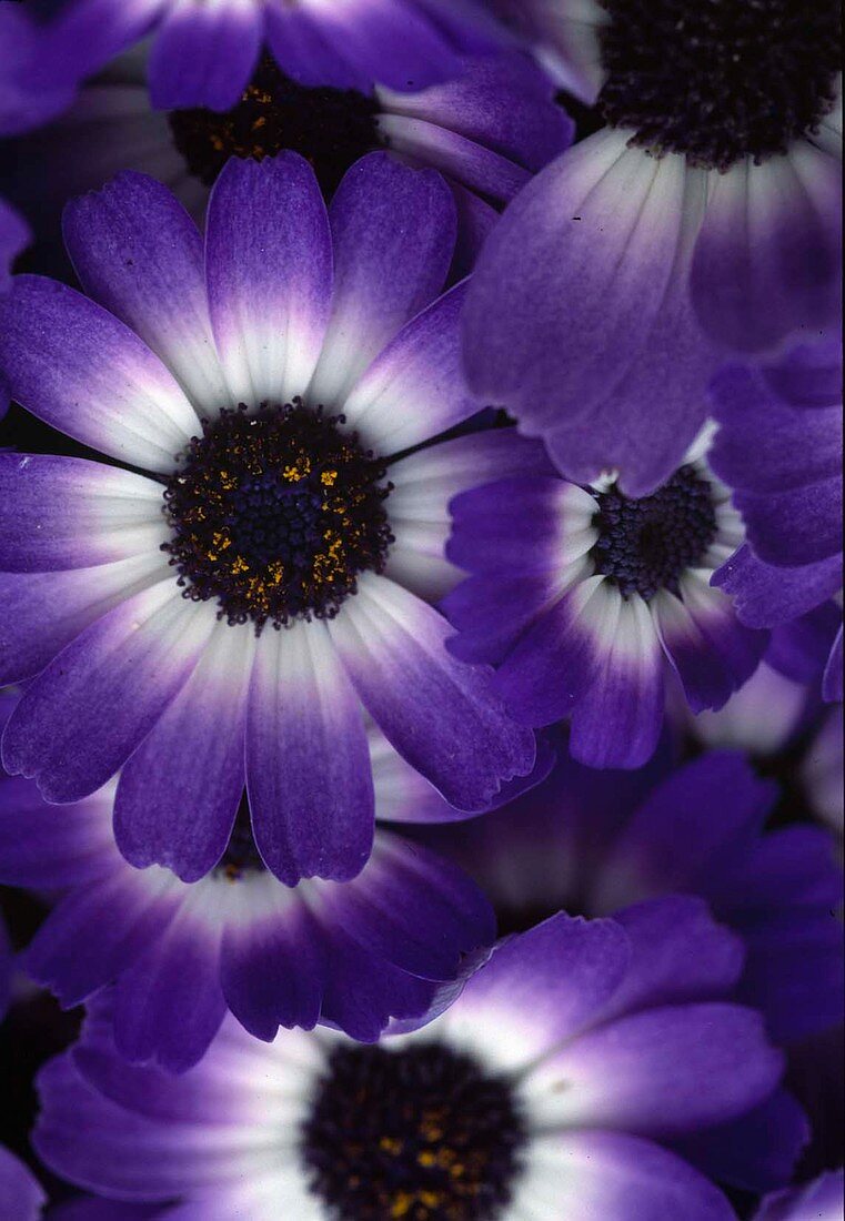 Senecio sanetti 'Blue'