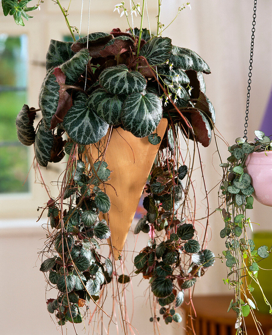 Saxifraga stolonifera (Hanging Saxifrage, Jewish Beard)