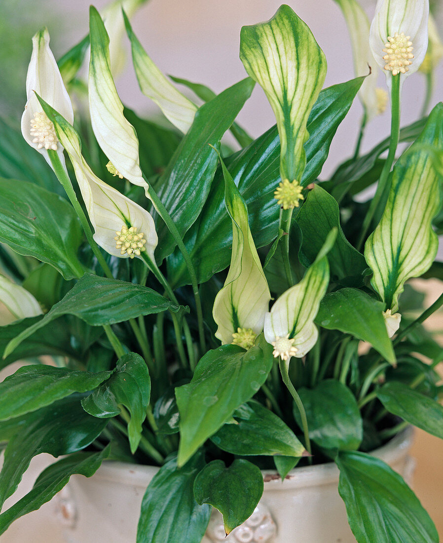 Spathiphyllum (Wallisii)