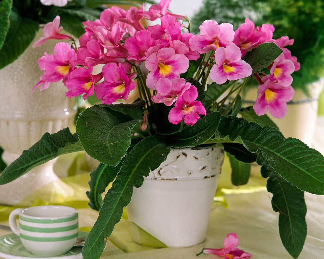 Streptocarpus hybrids