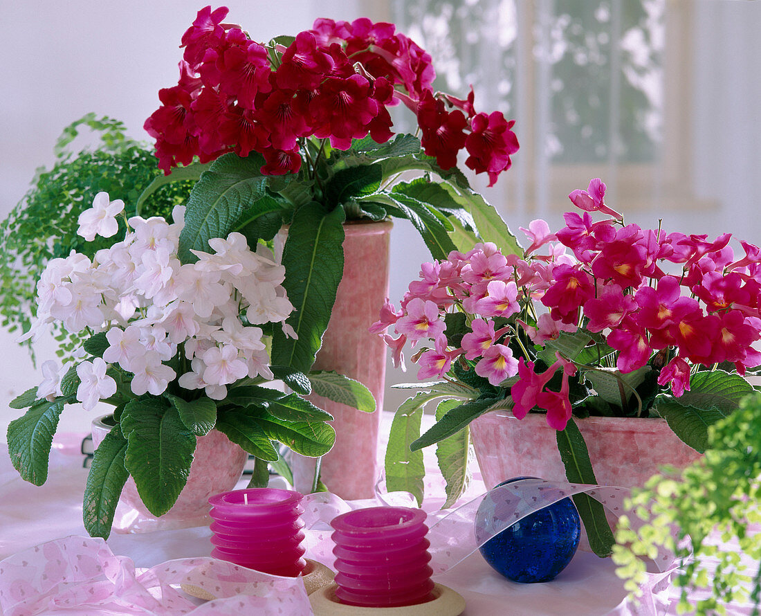 Streptocarpus hybrid