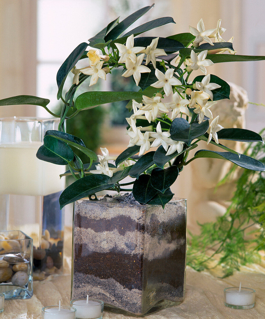 Stephanotis floribunda