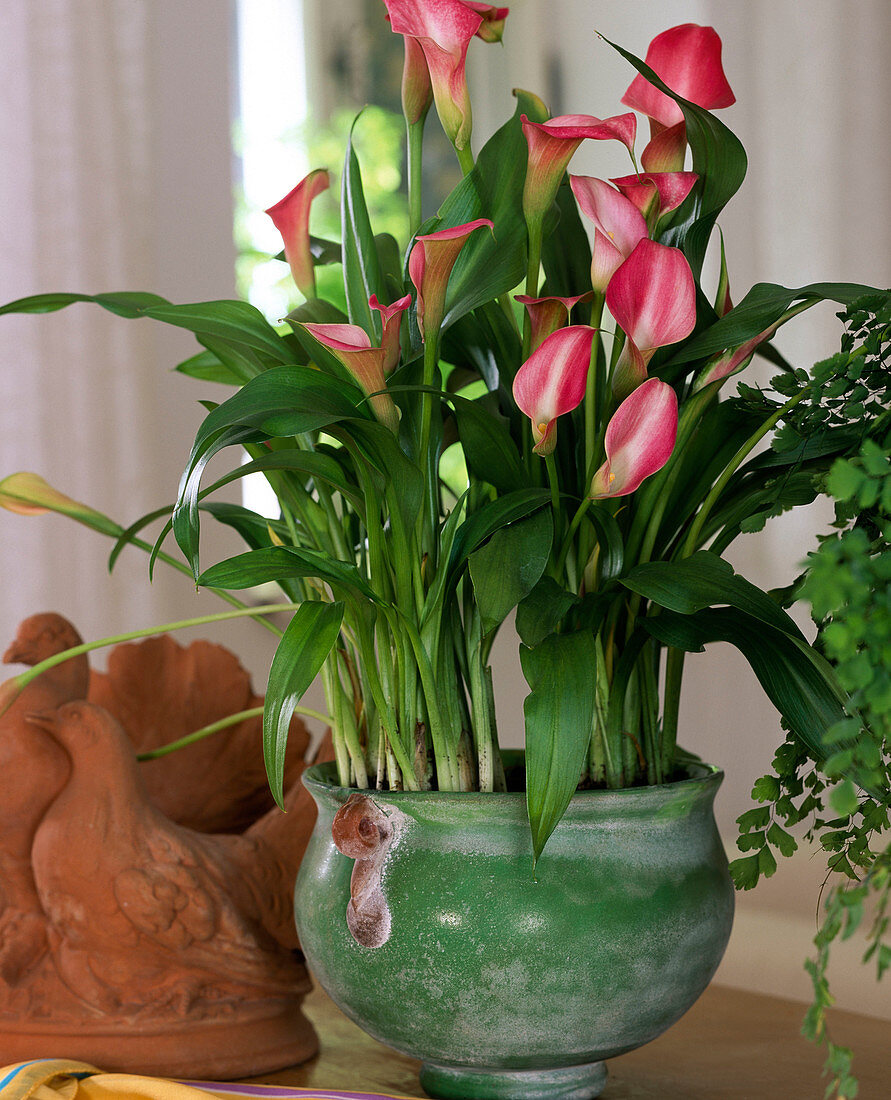 Zantedeschia aethopica