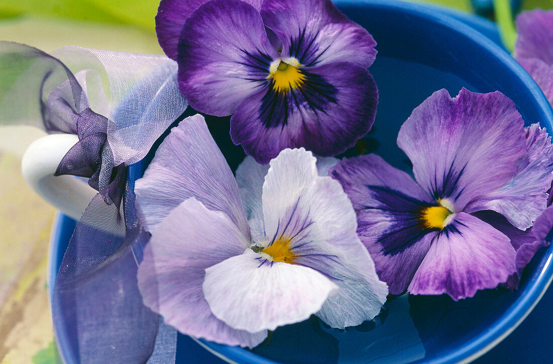 Viola wittrockiana (pansy) in a cup with water