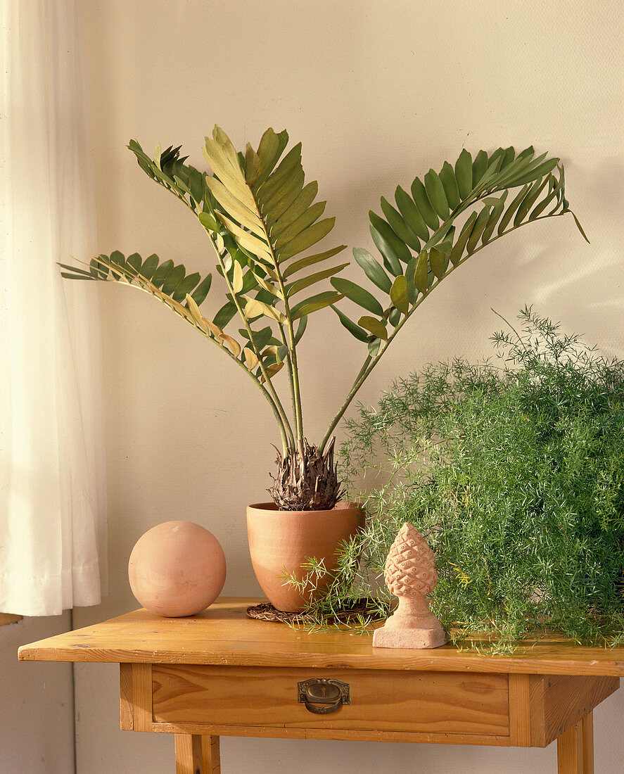 Zamia pulmila