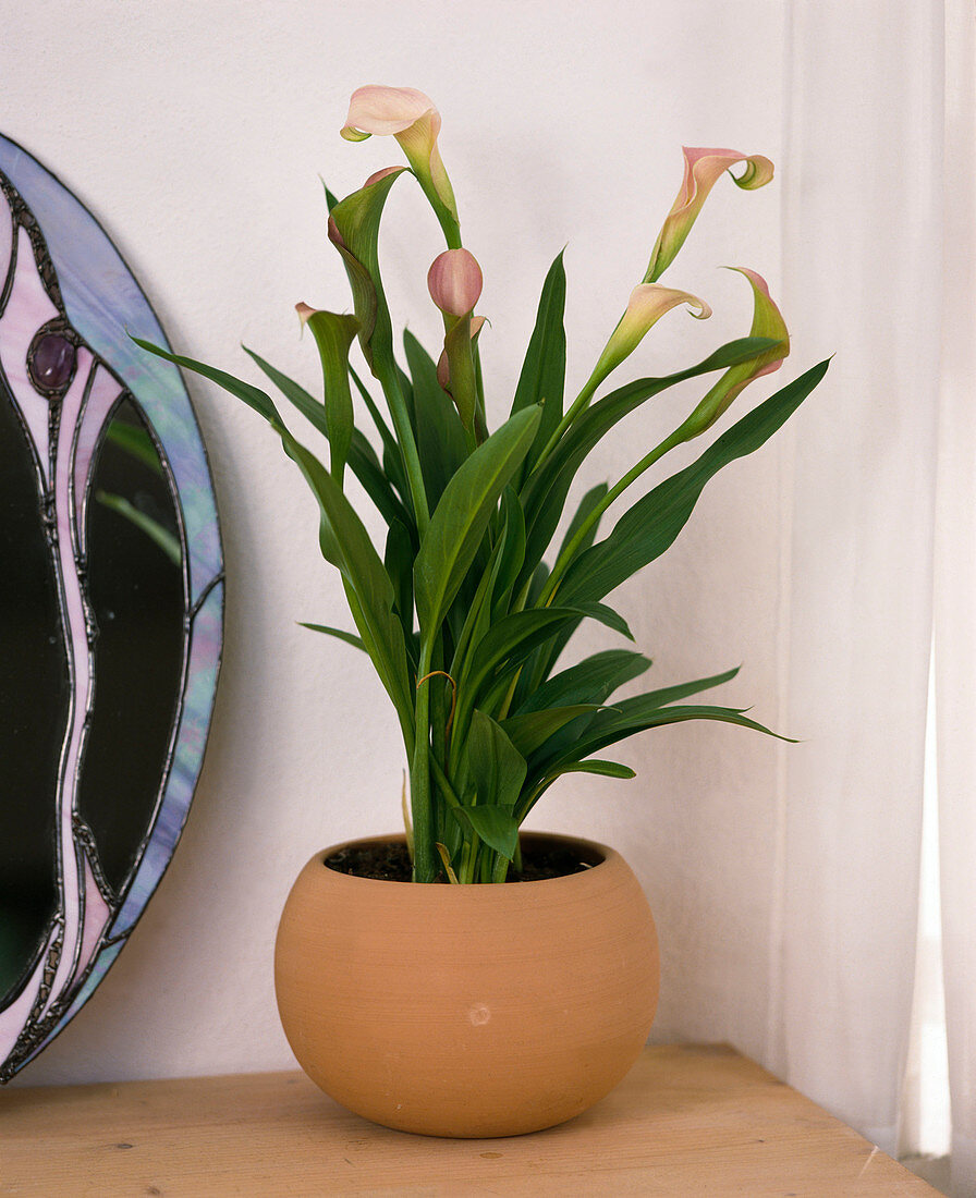 Zantedeschia elliotiana