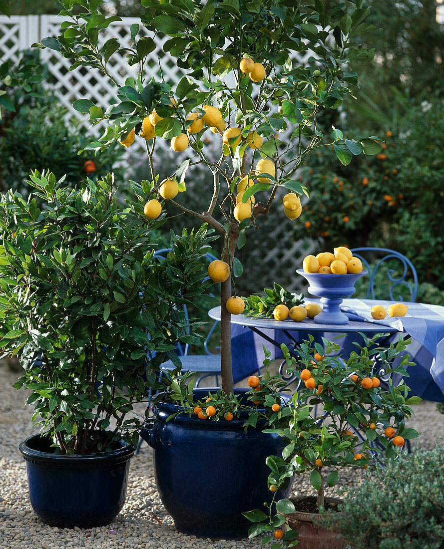 Citrus limon (Zitrone), Laurus nobilis (Lorbeer)