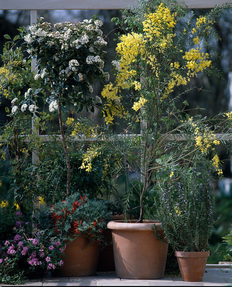 Acacia fimbriata (mimosa), Viburnum tinus