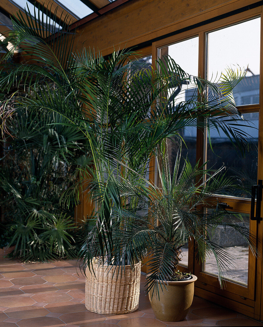 Phoenix roebelinii (dwarf date palm)