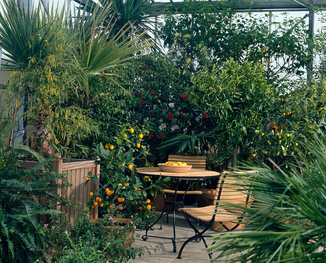 Winter garden with Acacia, Washingtonia, Citrus, Cestrum