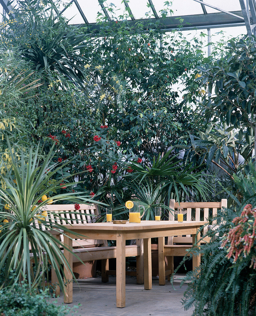 Winter garden with Ficus Australis