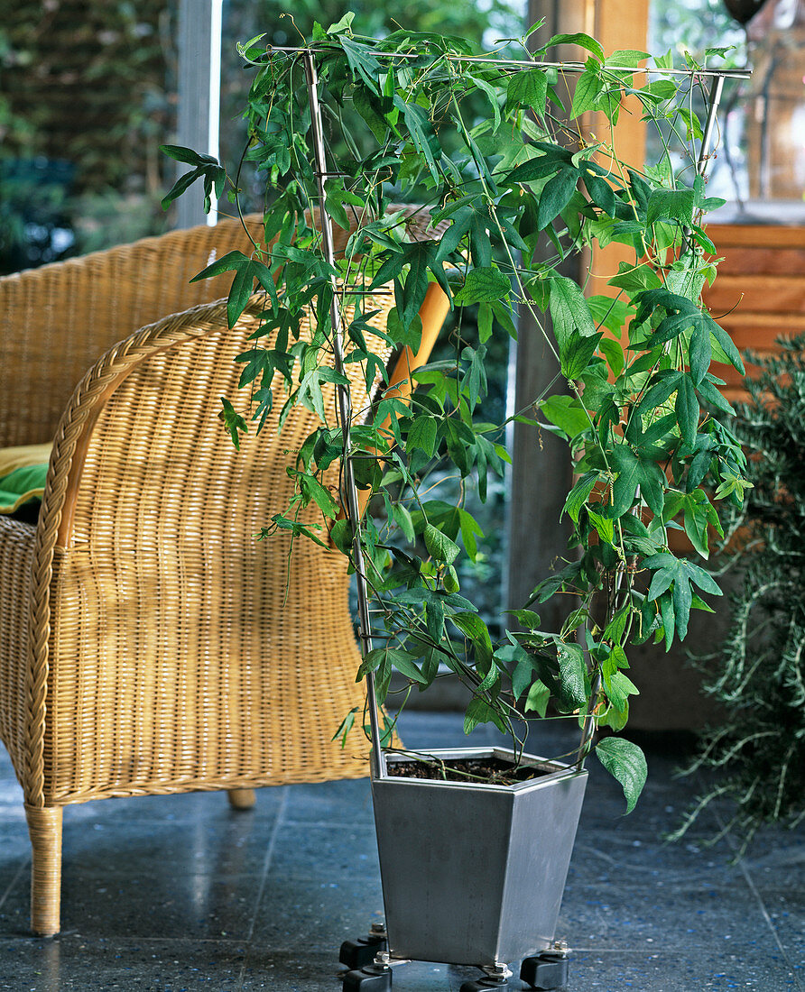 Passiflora caerulea, Passiflora citrina, wicker chair