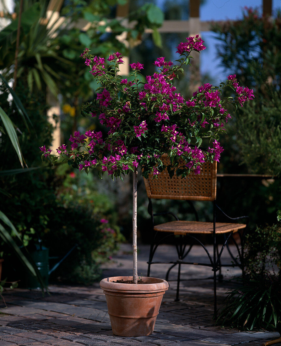 Bougainvillea glabra