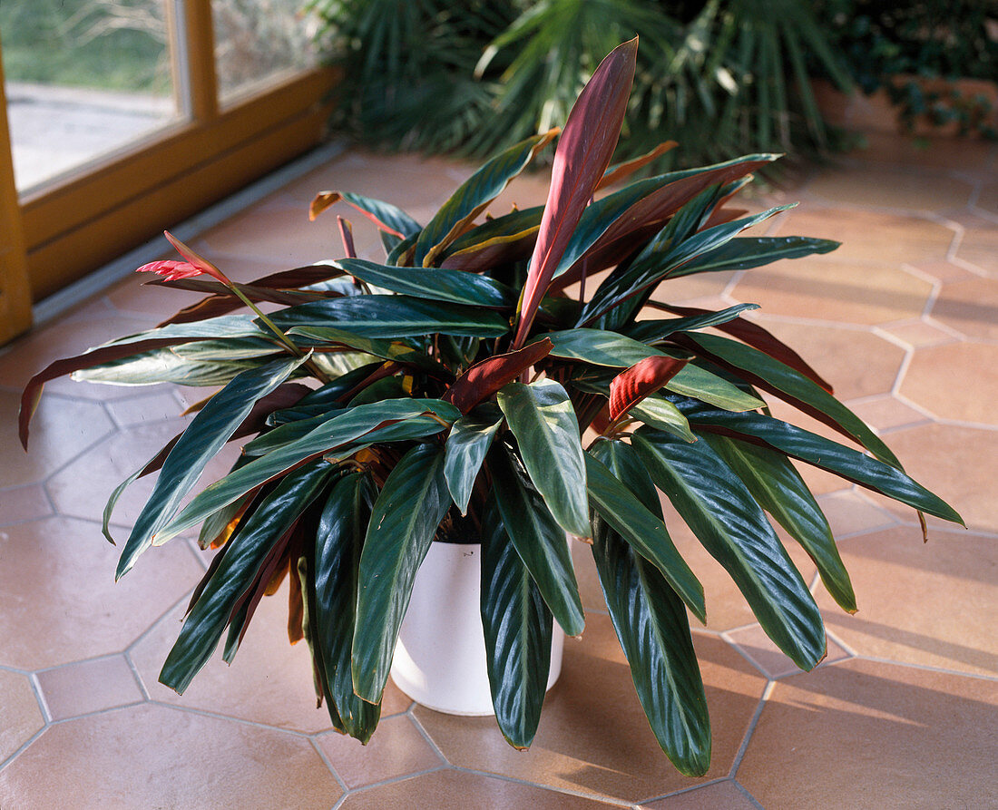 Stromanthe sanguinea