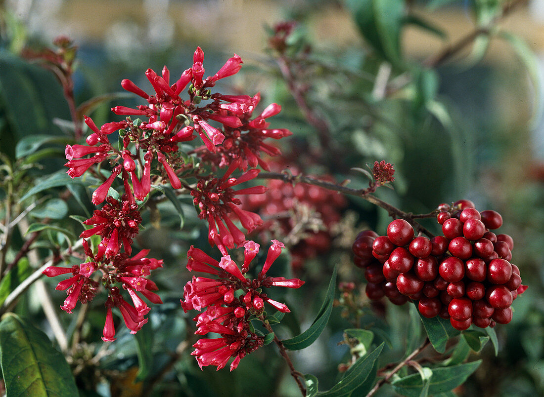 Cestrum elegans