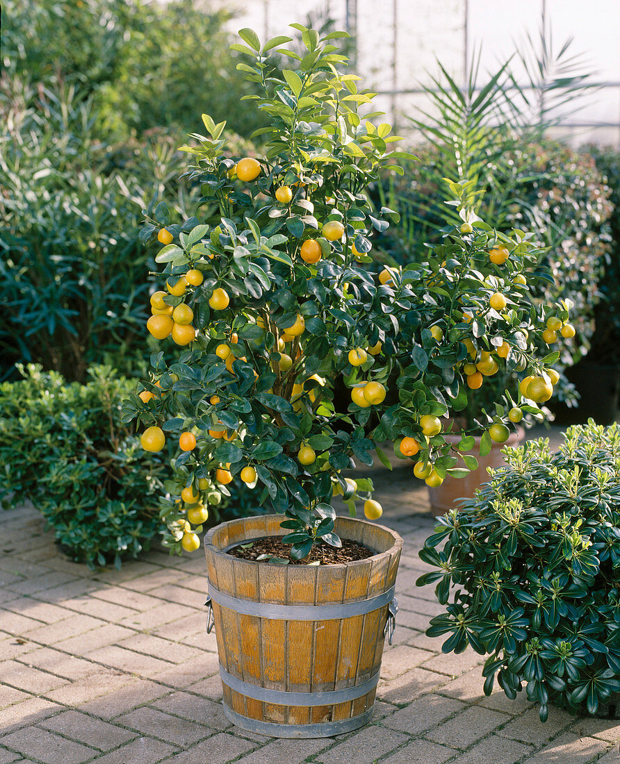 Citrus Fortunella Fukushu