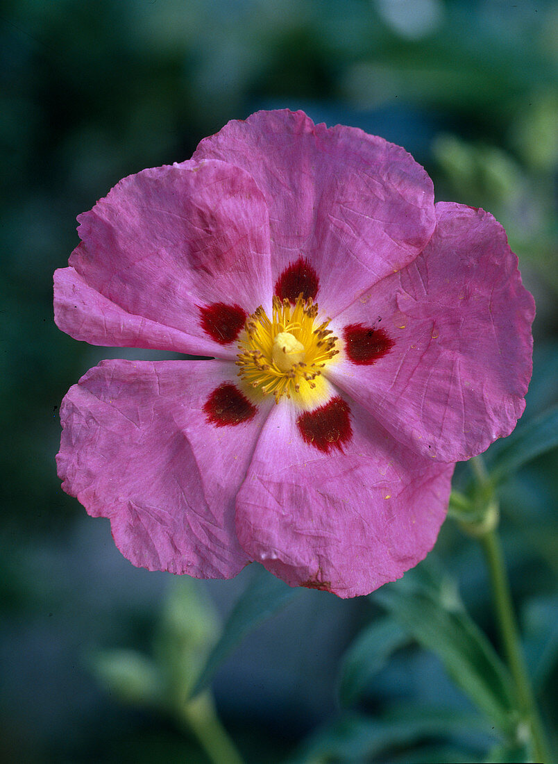 Cistus x purpureus