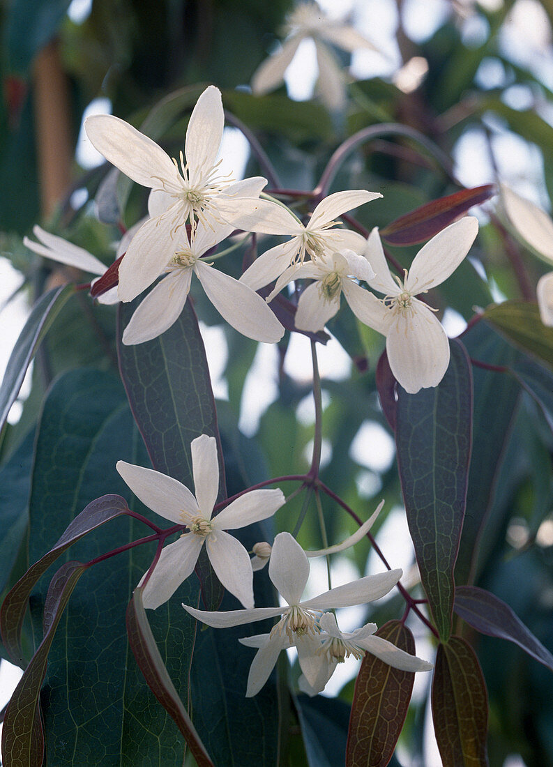 Clematis armandii