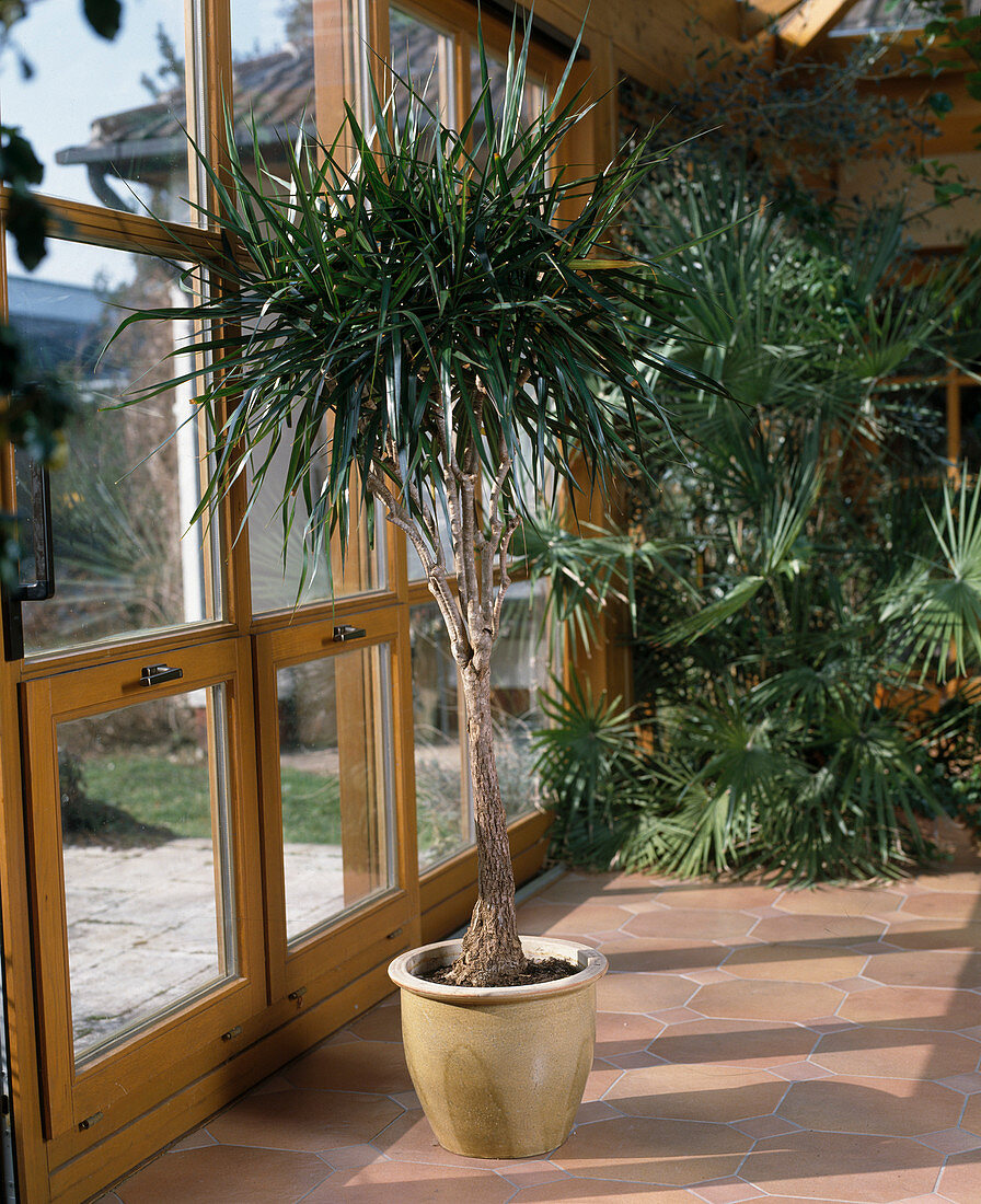 Dracaena marginata