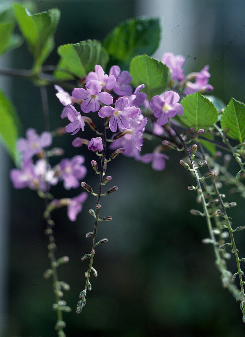 Duranta repens