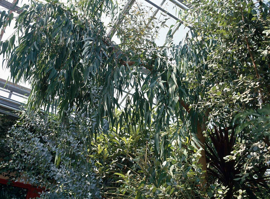 Eucalyptus gunnii