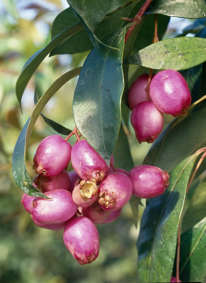Eugenia paniculata (Syn.: Syzygium)
