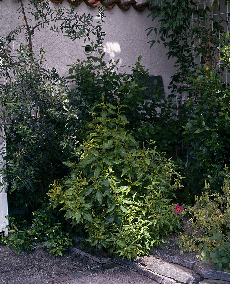 Olea europaea, Cistus species, Capparis