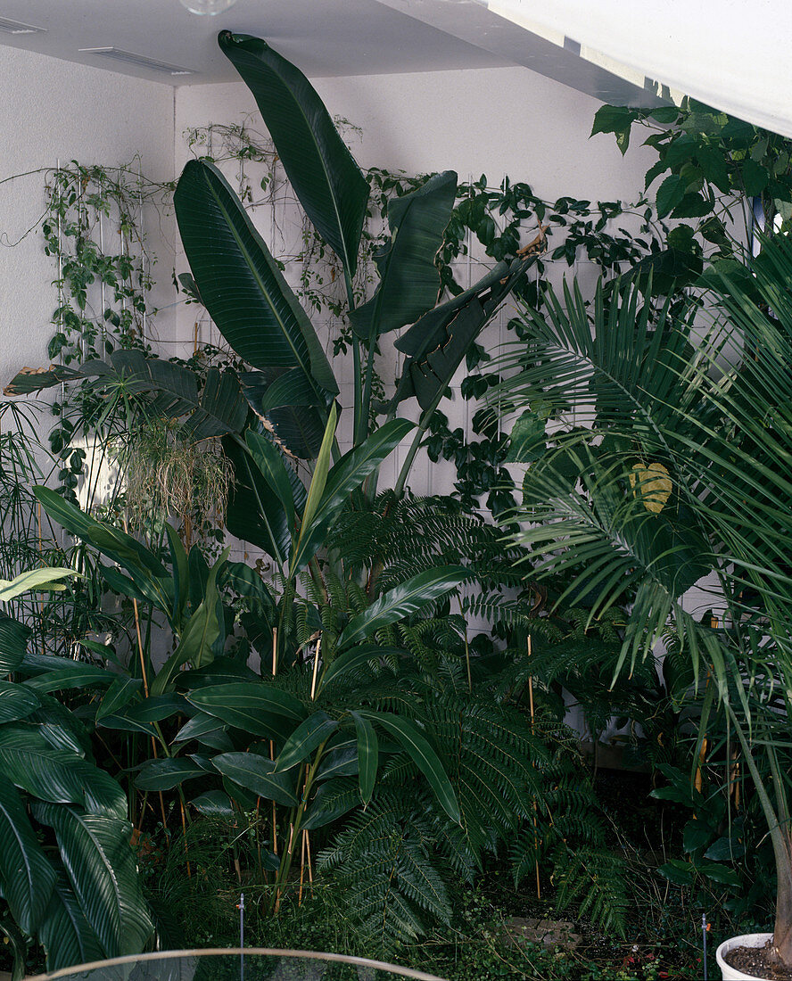 Winter garden with Strelitzia Nicolai, Hedychium Gardnerianum