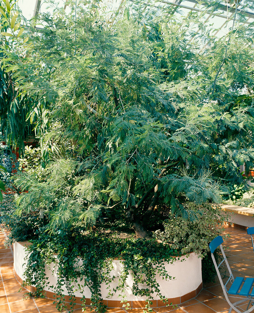 Acacia dealbata, Hedera helix als Bodendecker