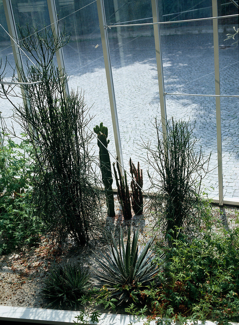 Winter garden with Euphorbia tirucalli