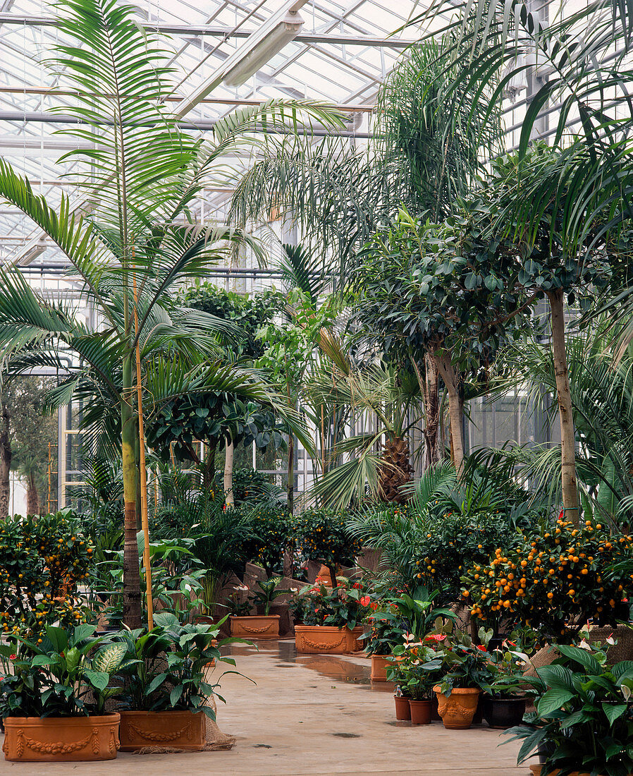 Palms, citrus and houseplants in the greenhouse