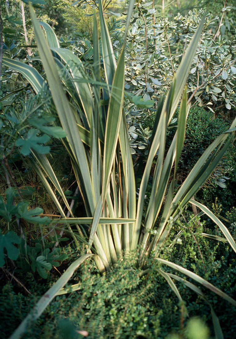 Phormium tenax in the winter garden