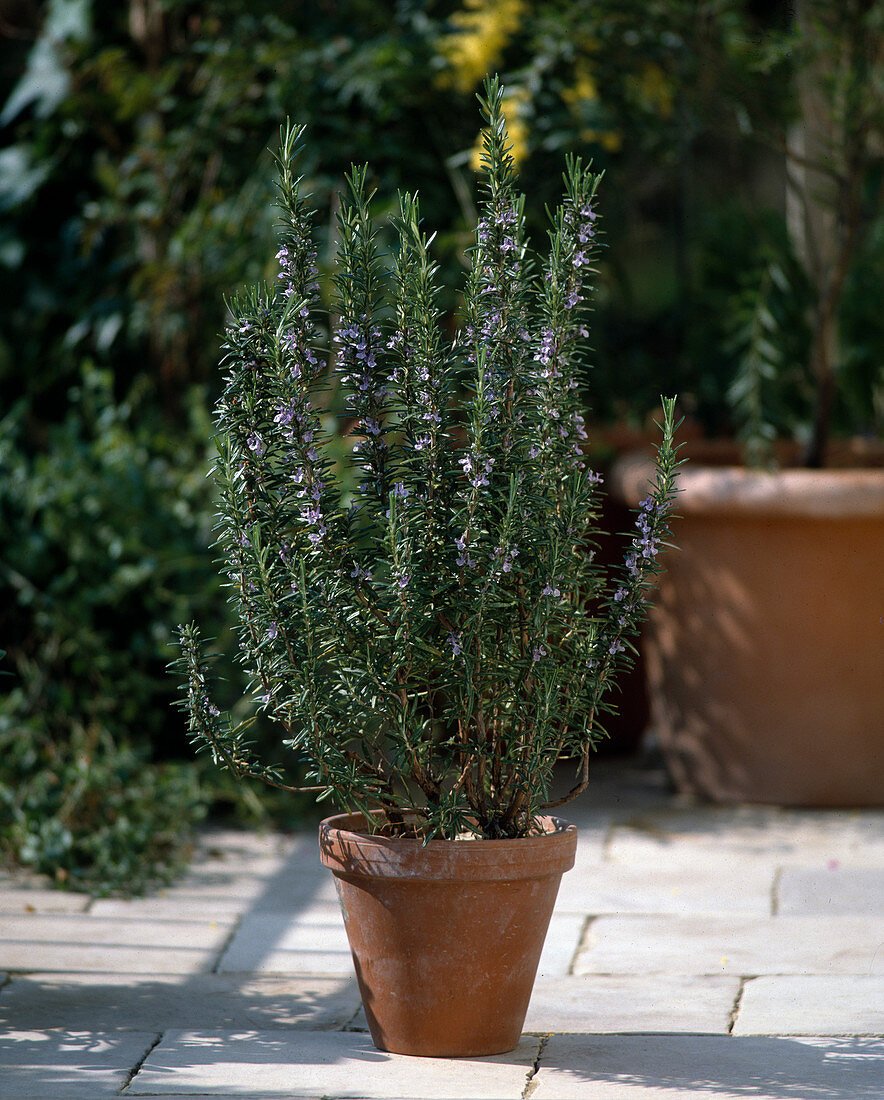 Rosmarinus officinalis