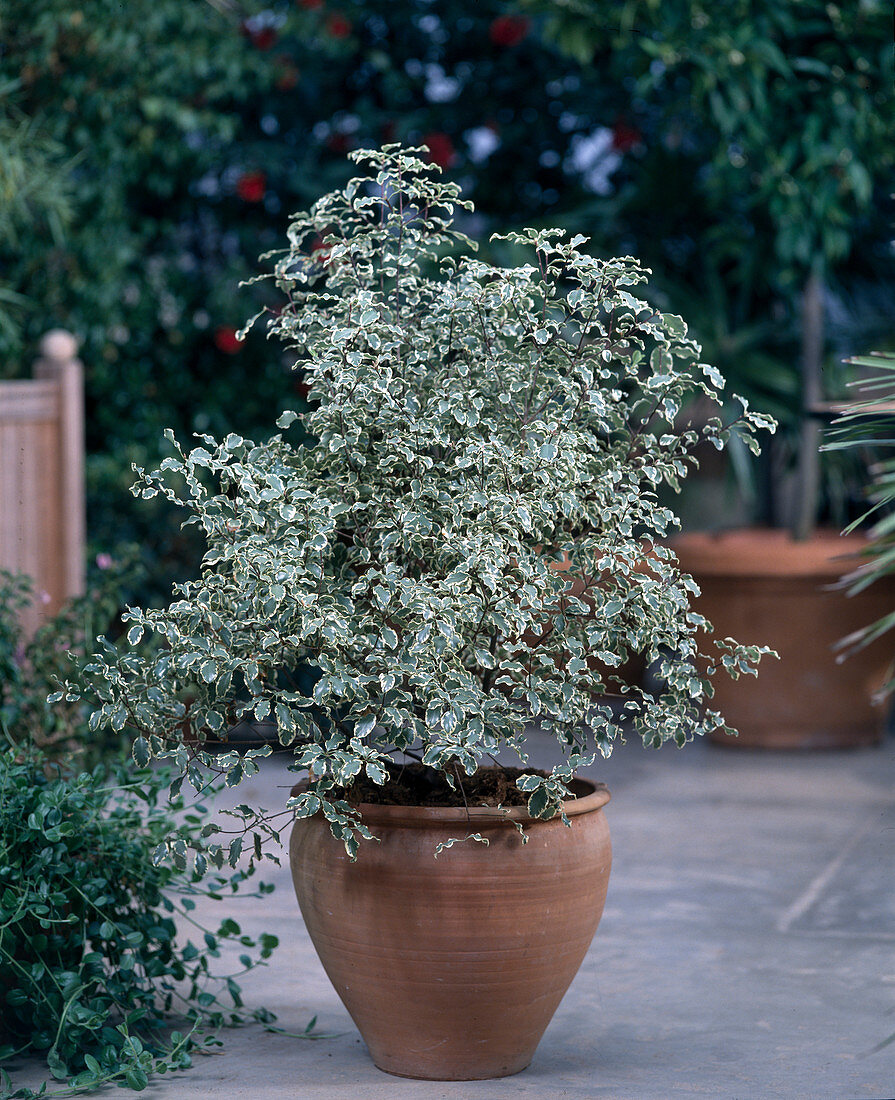 Pittosporum Tenuifolium 'silver'