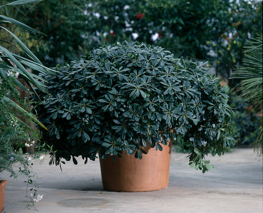 Pittosporum tobira 'Nana'