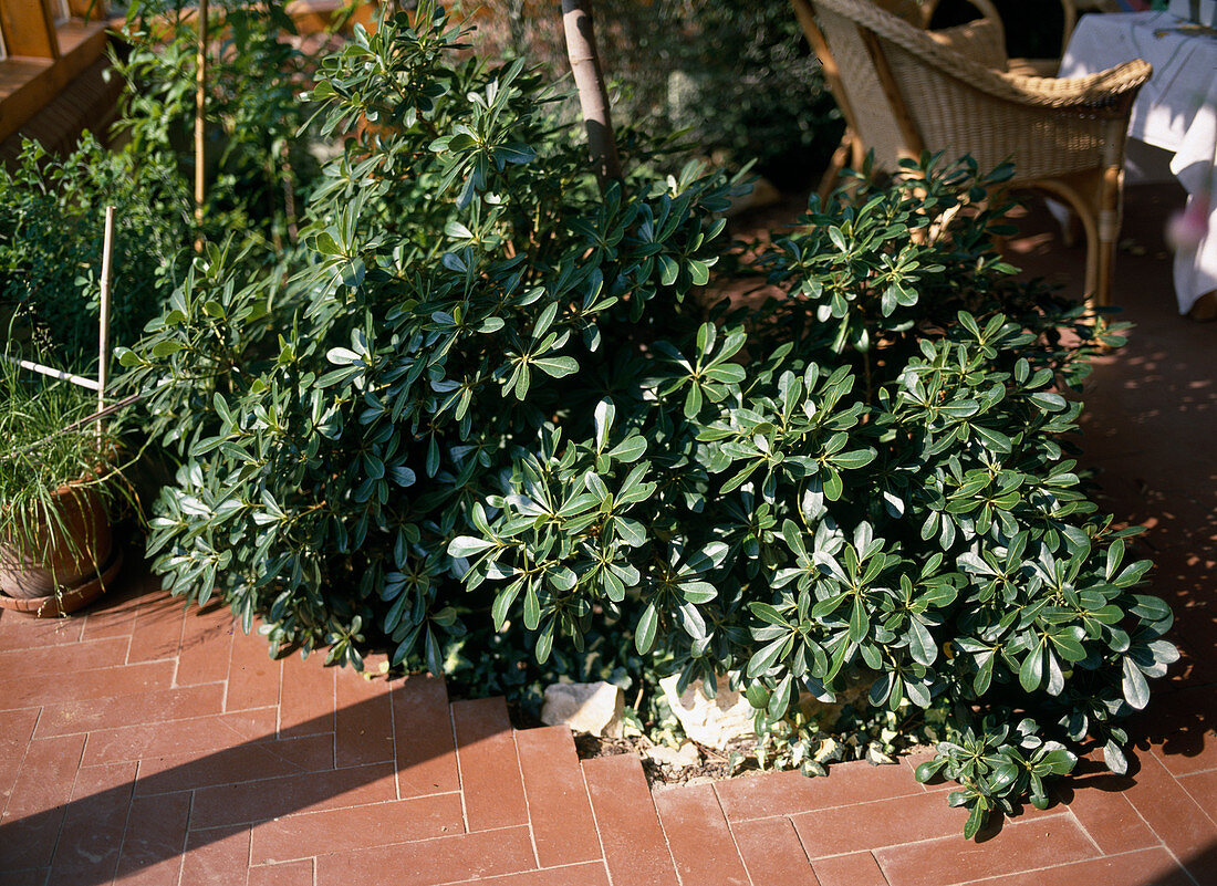 Pittosporum tobira