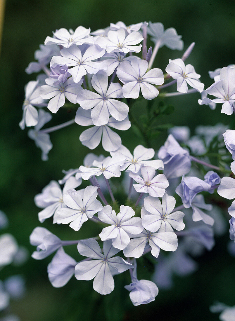 Plumbago auriculata