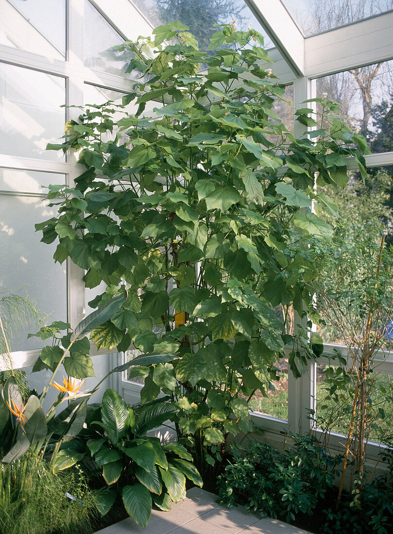 Sparmannia africana