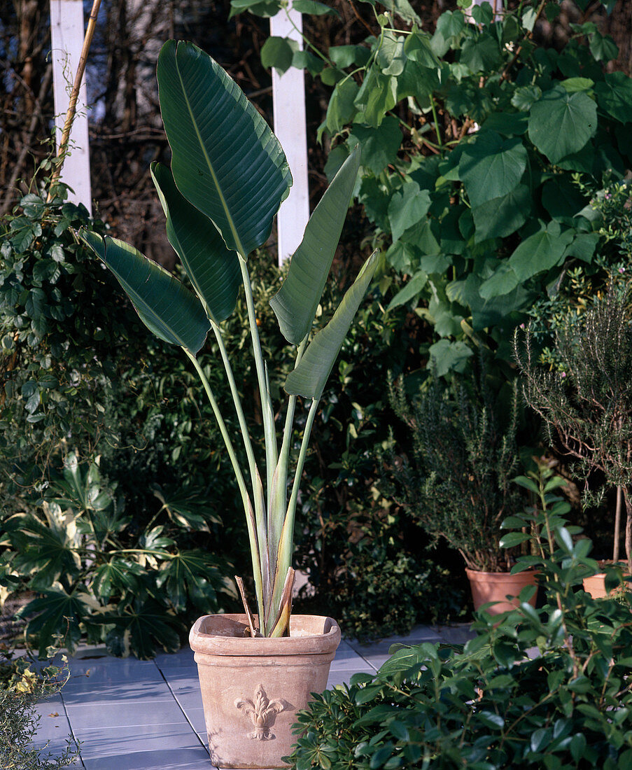 Strelitzia nicolai