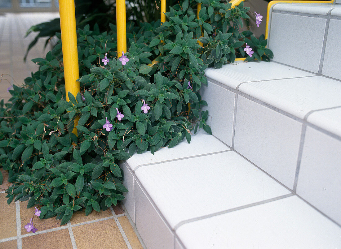 Streptocarpus hybrid