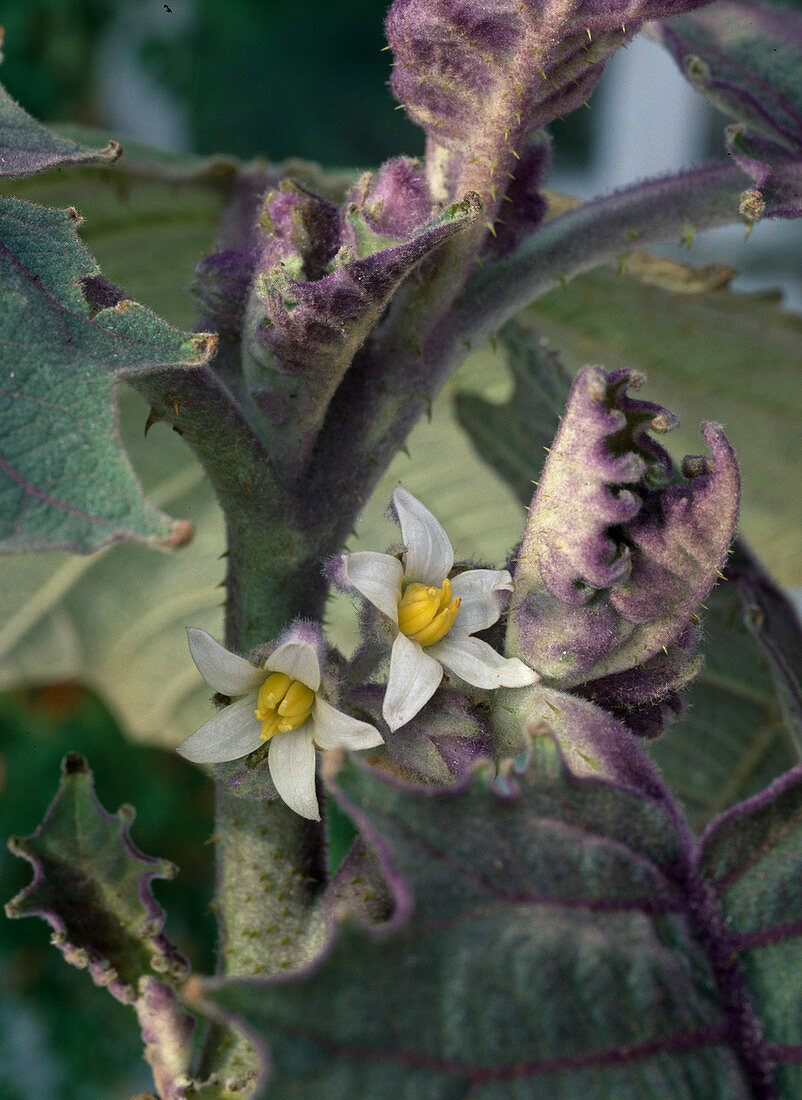 Solanum quitoense