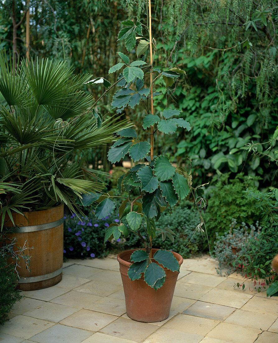 Tetrastigma voinierianum (chestnut wine, Tonking wine)