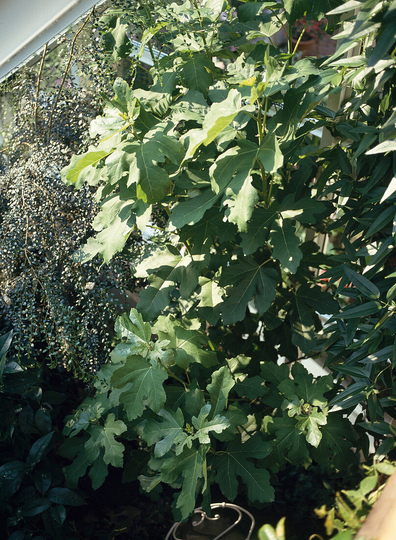 Ficus carica