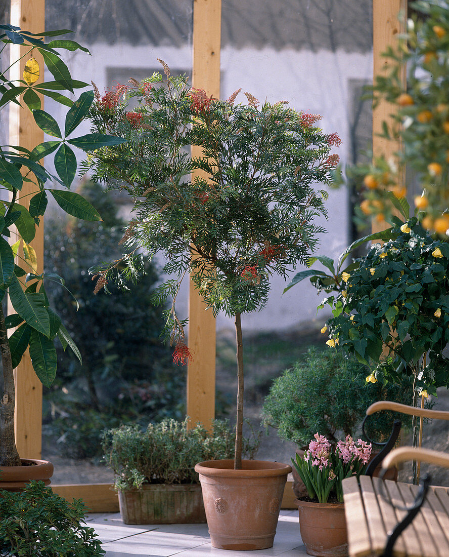 Grevillea banksii grafted on Grevillea