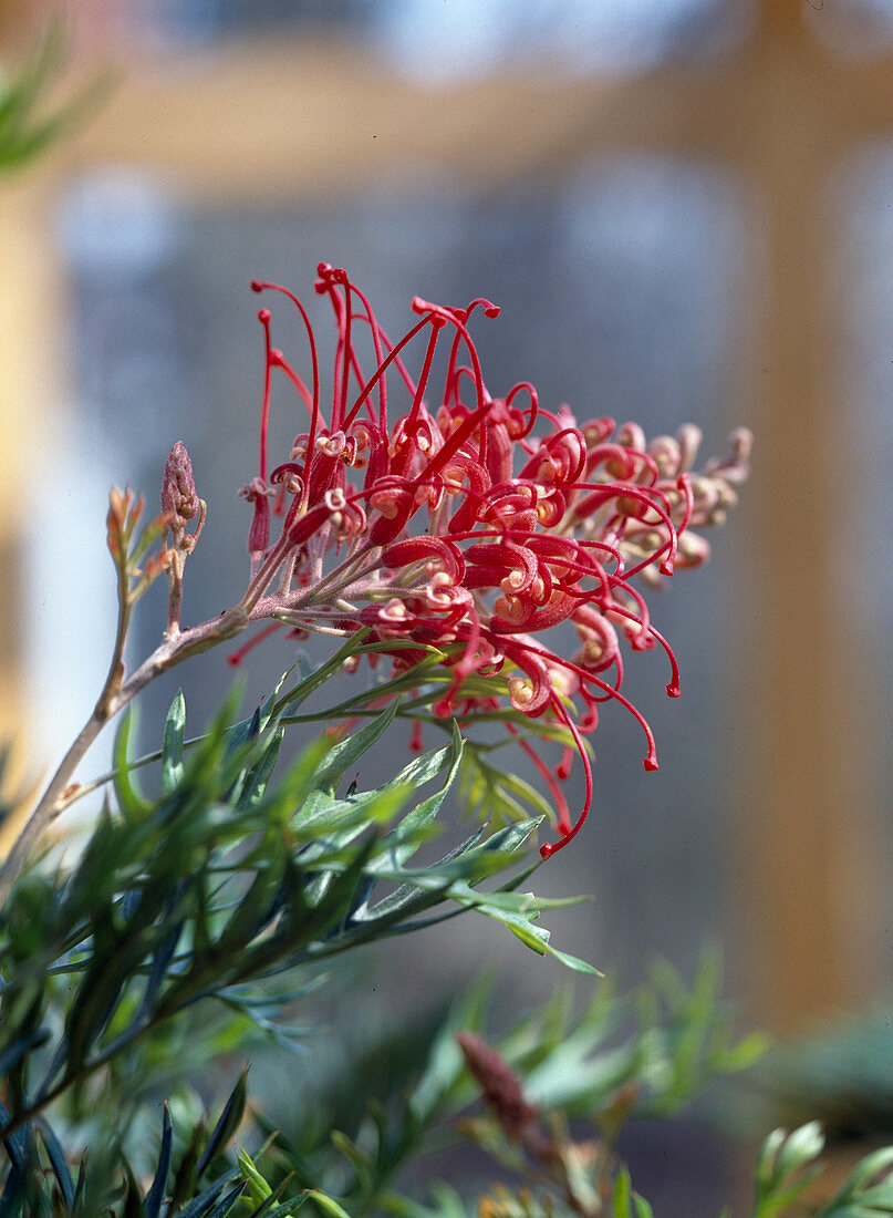 Grevillea hybrid