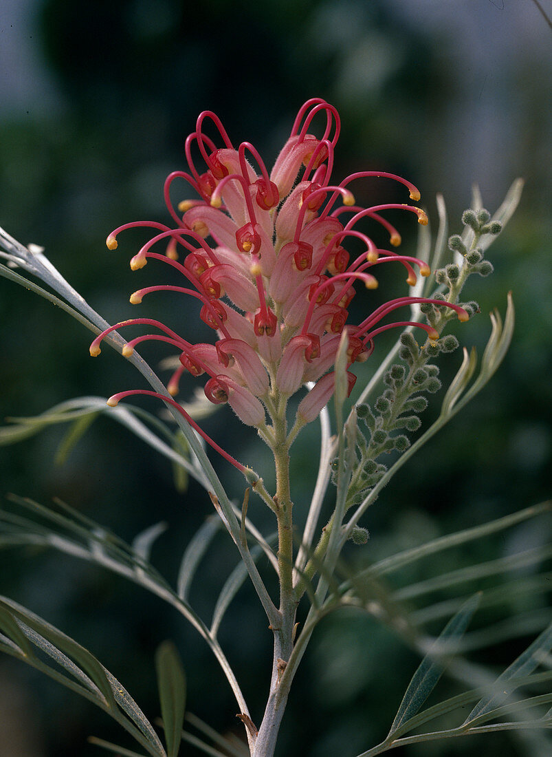 Grevillea hybrid